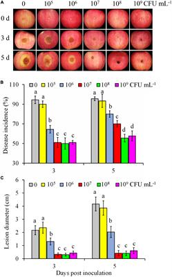 Biocontrol features of Pseudomonas syringae B-1 against Botryosphaeria dothidea in apple fruit